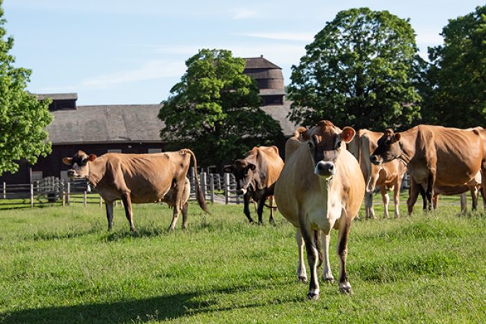 Cows in a field